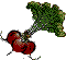 radish